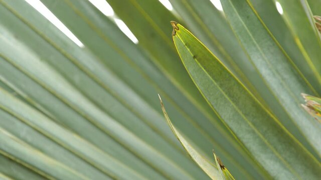 Purple-throated carib taaking off from a leaf Martinique