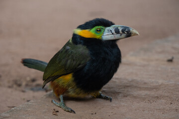 Araçari-poca, beautiful brazilian tropical bird - 389476004