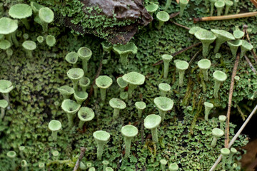 Cladonia Fimbriata or Pixie cup Lichen and moss growing on the forest floor macro selective focus...