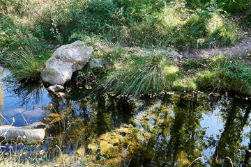 Reflections of vegetation in mountain river