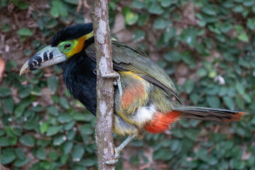 Araçari-poca, beautiful brazilian tropical bird - 389476074