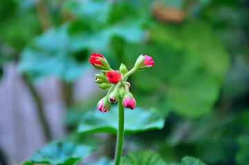 A bud of red geranium