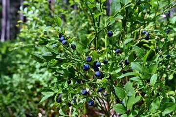 Healthy blueberry plant with ripe fruits