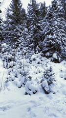 snow covered trees