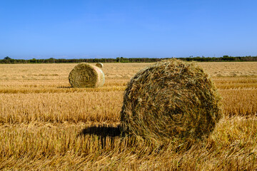 cylindrical bales of straw in the field mowed rural work