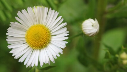 Obraz premium White field flowers on a green background