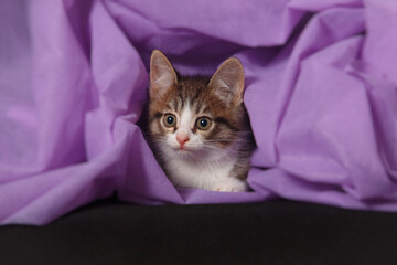 Little cute kitten covered in purple drapery