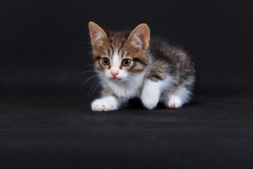 Small scared kitten on black background