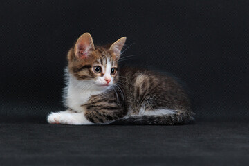 Striped cute kitten on black background