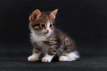 Fototapeta na wymiar Striped cute kitten sitting on black background