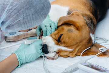 A beautiful thoroughbred dog is given dental cleaning and dental procedures in a modern veterinary clinic