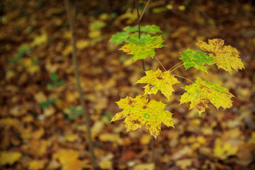 autumn leaves on the tree