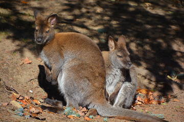 IN fall a wallaby is any animal belonging to the family Macropodidae that is smaller than a...