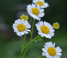 Fototapeta premium Tanacetum parthenium blooms in nature