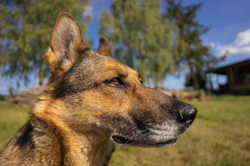 Deutscher Schäferhund im Herbst
