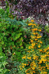 Colorful plants in autumn, yellow berries