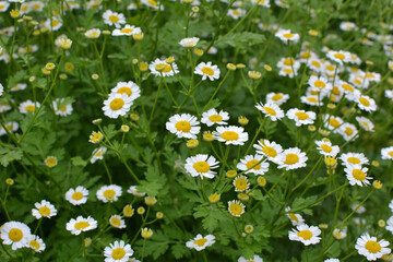 Fototapeta premium Tanacetum parthenium blooms in nature