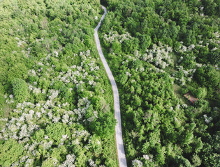 Aerial photo of curved mountain road passing through amazing, green forest photographed with drone from above