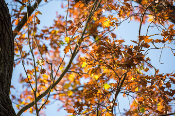 Autumn in the park, yellow leaves. Sunny day. Golden autumn.