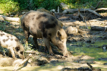 Wildschwein