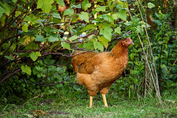 Free range chicken on a traditional poultry farm