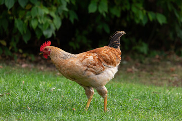 Free range chicken on a traditional poultry farm
