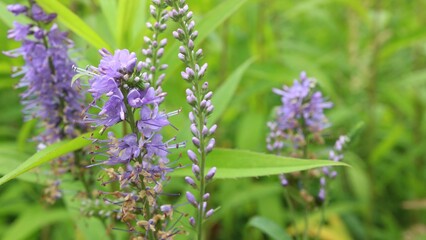 Purple flowers on a meadow


