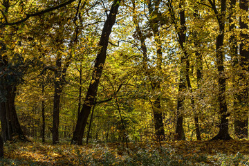 Autumn in the park, yellow leaves. Sunny day. Golden autumn.