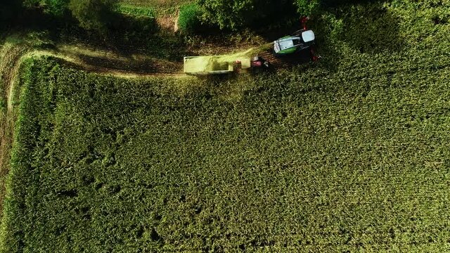 Maisernte, Landwirtschaftliche T&auml;tigkeit zur Ernte Saison