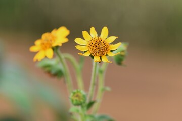 Healthy vegetables Yacon ( Smallanthus sonchifolius) flowers / Asteraceae perennial plant