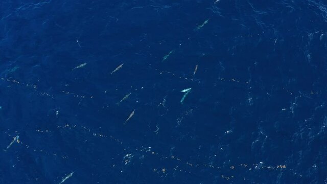 wild dolphins in Martinique deep blue water aerial drone shot caribbean sea 