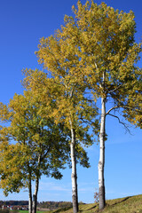 Fototapeta premium In autumn several birch trees with yellow leaves stand side by side in the landscape against a blue sky