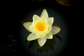 Fototapeta na wymiar A small water lily with yellow petals
