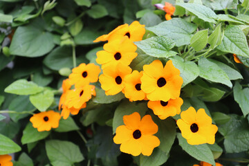 Schwarzäugige Susanne, Thunbergia alata, gelblich orange blühend