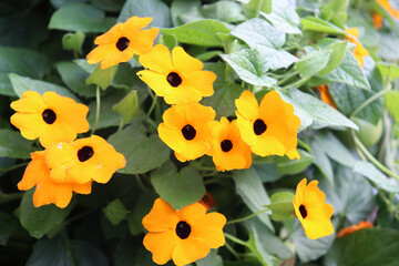 Schwarzäugige Susanne, Thunbergia alata, gelblich orange blühend