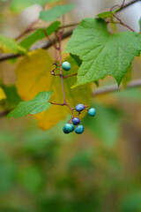 Blue berries of the Ampelopsis Gnadulosa porcelain berry plant