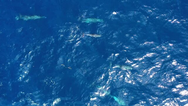Dolphins tursiops truncatus playing in the caribbean sea aerial shot Martinique baby dolphin