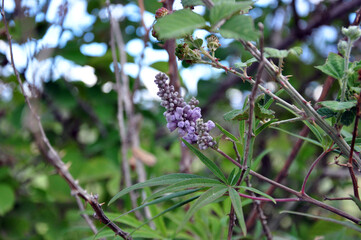 Chaste tree flower and leaves 