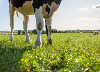 legs of cow in the field