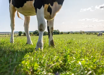 Fototapeten legs of cow in the field © HERREPIXX