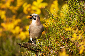 Curious Eurasian jay, Garrulus glandarius standing on a dead branch and holding ripe acorn between beak in mixed Estonian forest during autumn.