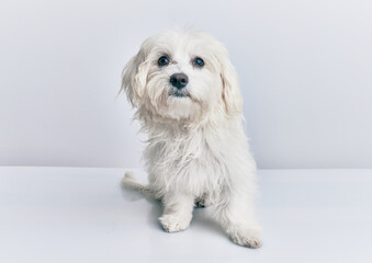 Adorable dog over isolated white background.