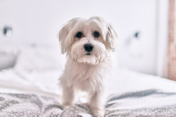 Adorable white dog at bed.