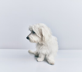 Adorable dog over isolated white background.