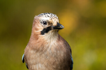 A close-up portrait of a curious songbird Eurasian jay, Garrulus glandarius in a mixed boreal forest of Estonia, Northern Europe. 