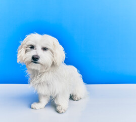 Adorable dog over isolated blue background.