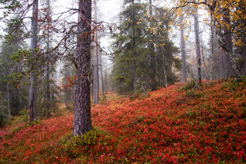 Fototapeta premium An autumnal old-growth taiga forest with colorful forest floor during fall foliage in Northern Finland near Salla. 