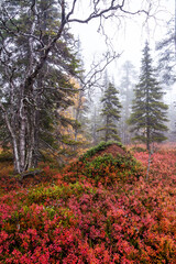An autumnal old-growth taiga forest with colorful forest floor during fall foliage in Northern Finland near Salla. 