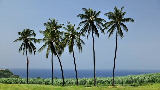 palm trees blue sky and sea view from a rum distillery in Martinique 