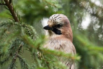A close-up portrait of a curious songbird Eurasian jay, Garrulus glandarius in a mixed boreal forest of Estonia, Northern Europe. 